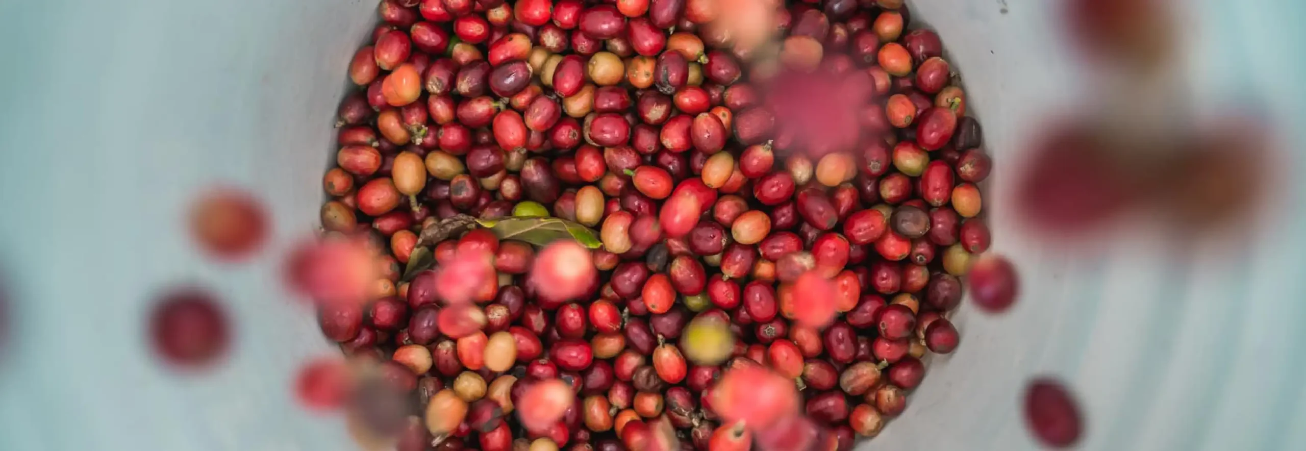 Primer plano de cerezas rojas de café en un recipiente.